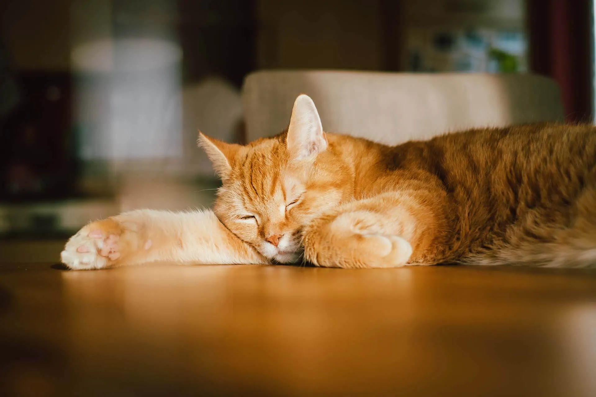 Cat sitter de confiance avec un chat lors d'une garde à domicile.