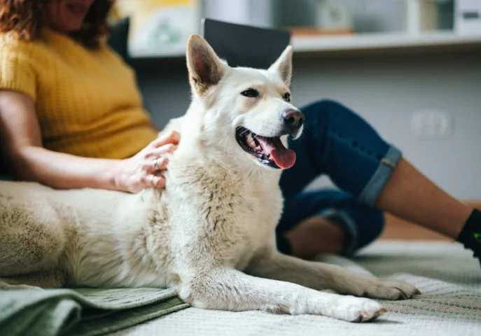 Dog sitter avec un chien lors d'une garde à domicile.