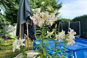 Maison ouverte aux homesitters seniors en Pays de la Loire