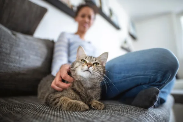 Chat confortablement installé dans son environnement familier pendant une garde à domicile.