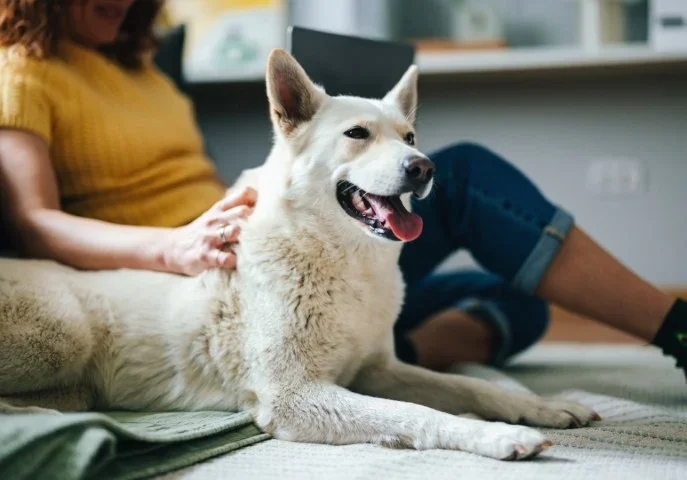 Homesitter de confiance gardant un chien à domicile dans son environnement habituel.