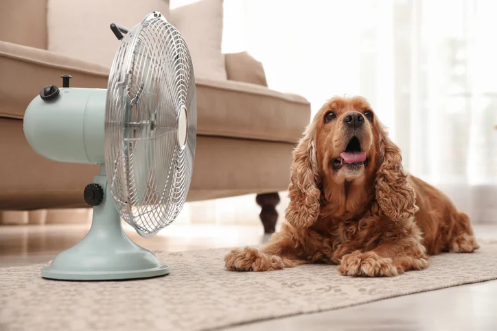 Chien à domicile pendant l'été