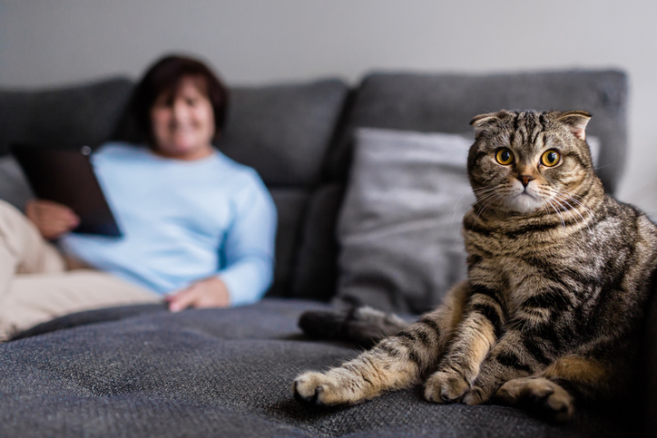 Un chat paisiblement installé à son domicile