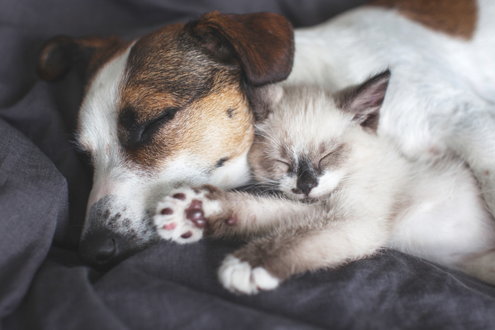 Un chien et un chaton endormis l'un contre l'autre, paisibles et au frais à la maison