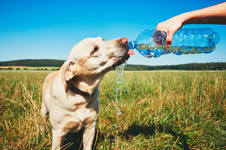 Un chien qui boit de l'eau à la bouteille tenue par son maître, en extérieur sous le soleil