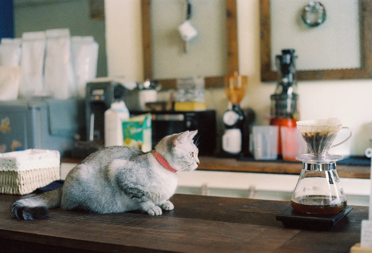 Un chat gris tigré au collier rouge, couché sur un comptoir en bois à côté d'une cafetière filtre