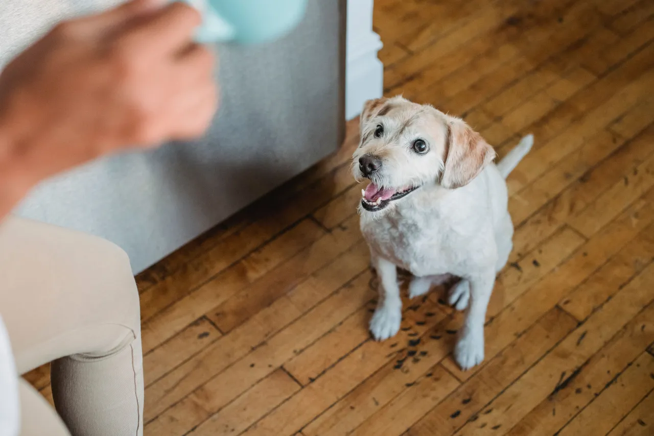 Un petit chien blanc assis sur un parquet lève la tête, attentif, vers une personne dont on ne voit que la main et une tasse