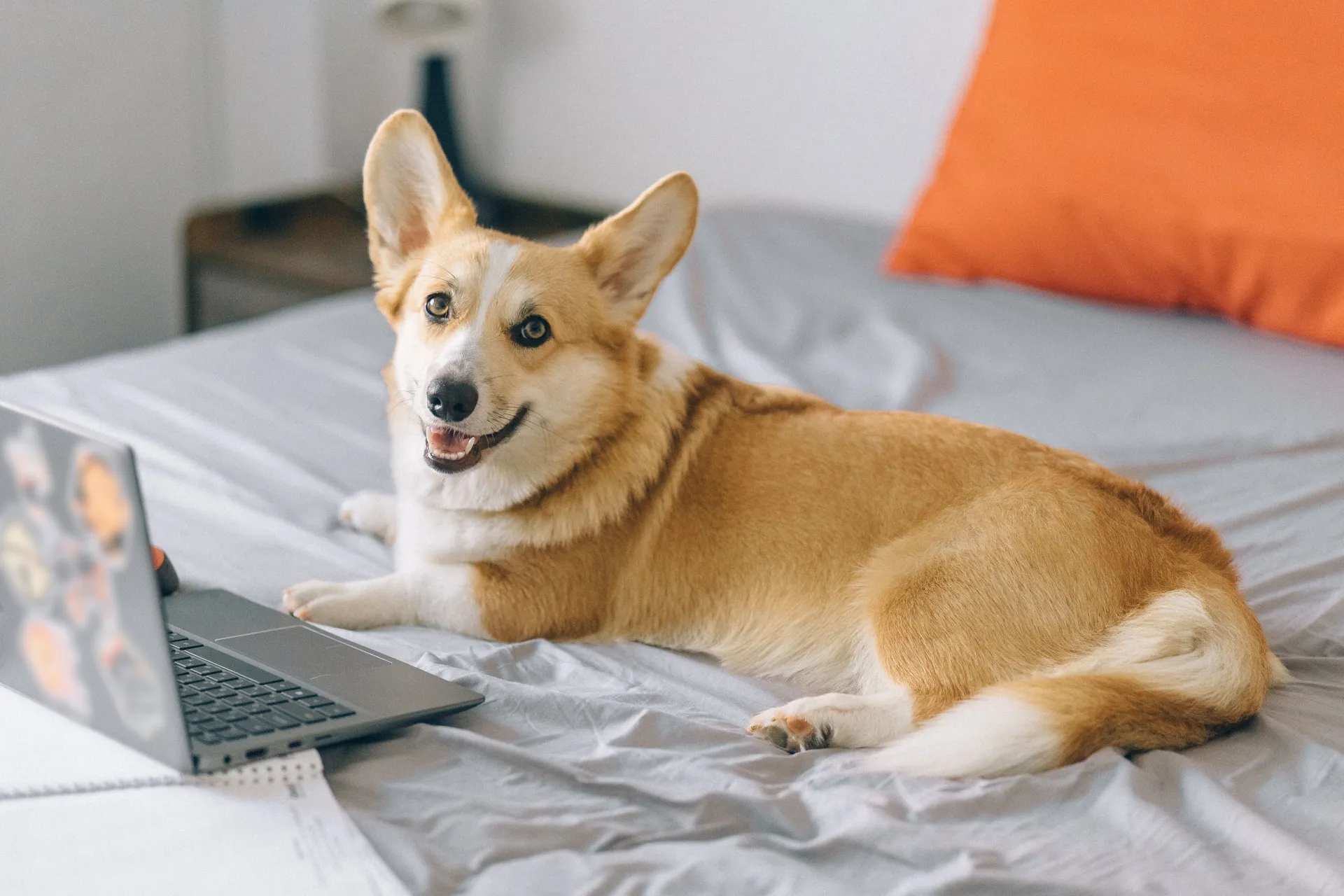 Un corgi allongé sur un lit à côté d'un ordinateur portable ouvert, la tête tournée vers l'objectif
